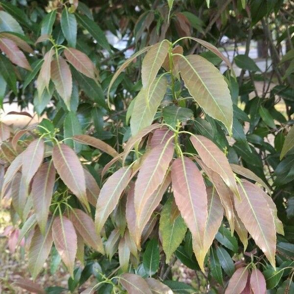 Quercus glauca Leaf