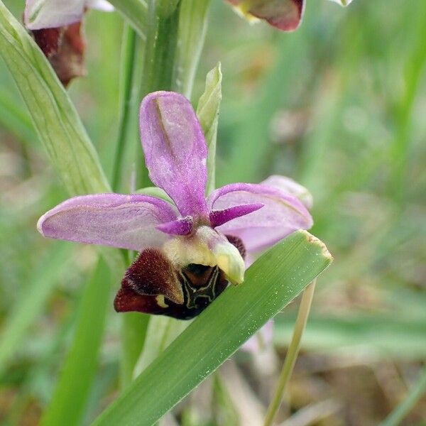 Ophrys holosericea Bloem