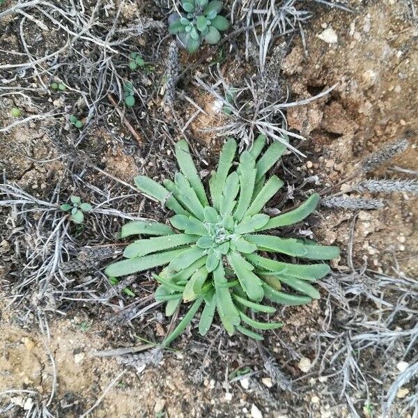 Plantago coronopus Deilen