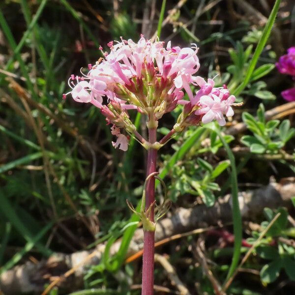 Valeriana tuberosa Flower