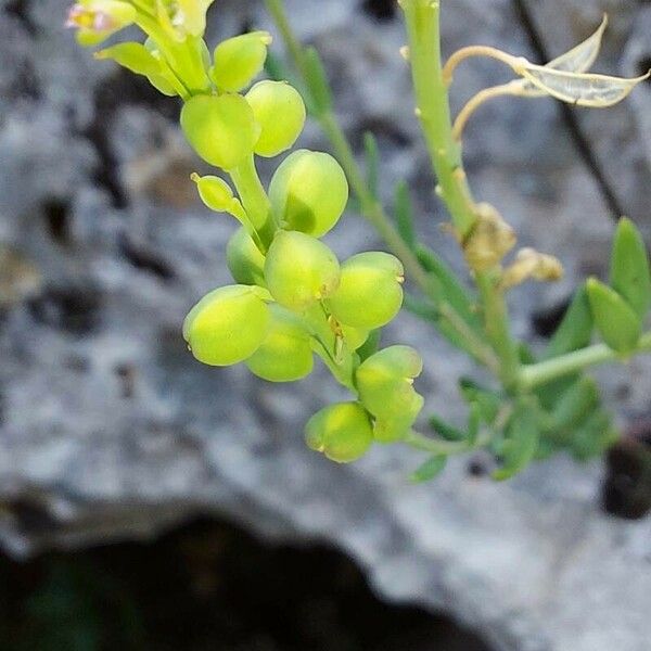 Aethionema saxatile Fruto