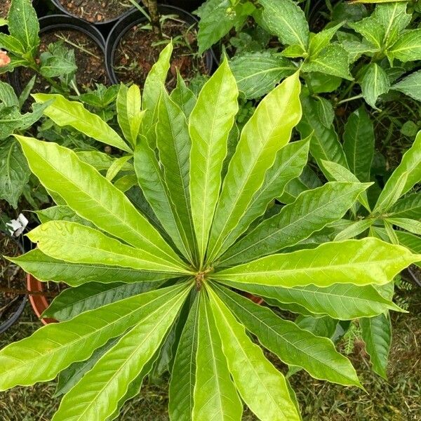 Pouteria campechiana Feuille