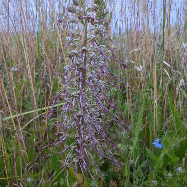 Himantoglossum hircinum Bloem