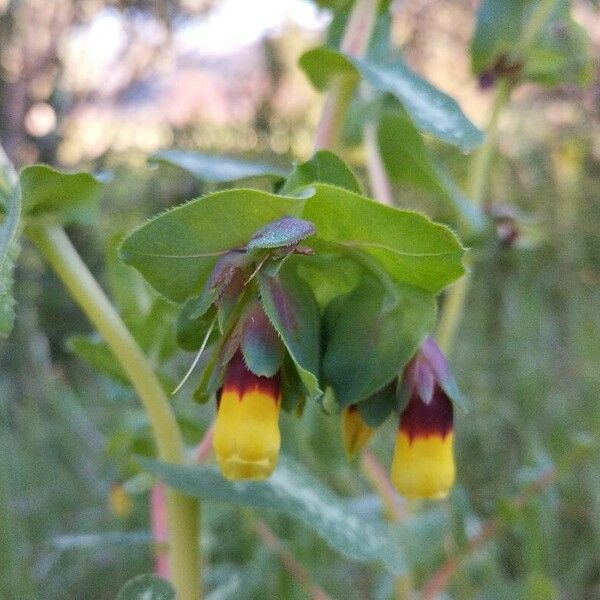 Cerinthe major Blomma