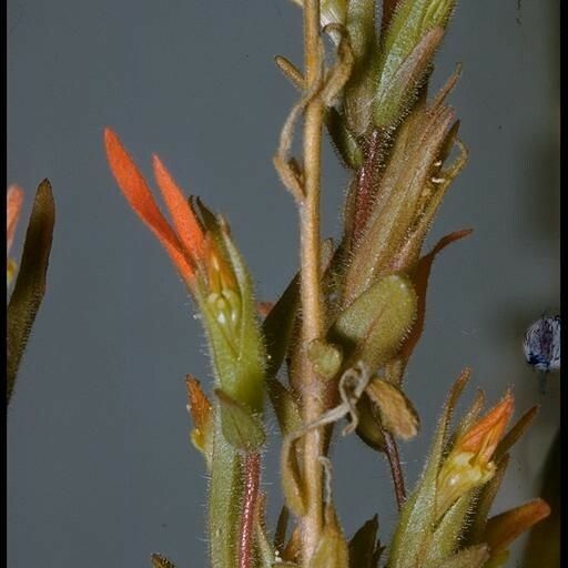 Castilleja parviflora 花