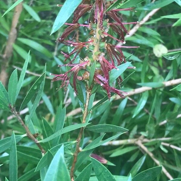 Callistemon viminalis Flower