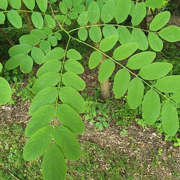 Robinia viscosa पत्ता