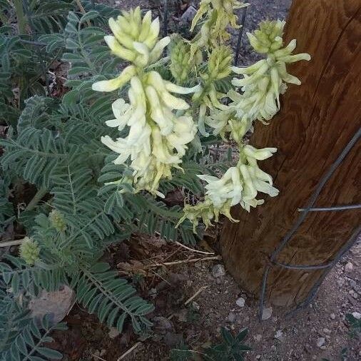 Astragalus racemosus Blüte