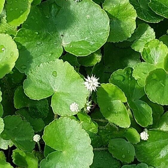 Centella asiatica 葉