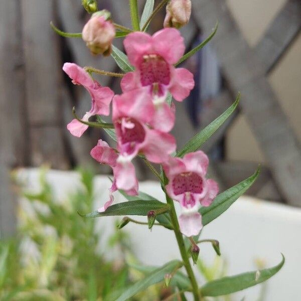 Angelonia biflora Blodyn