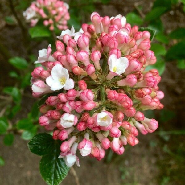 Viburnum carlesii Õis