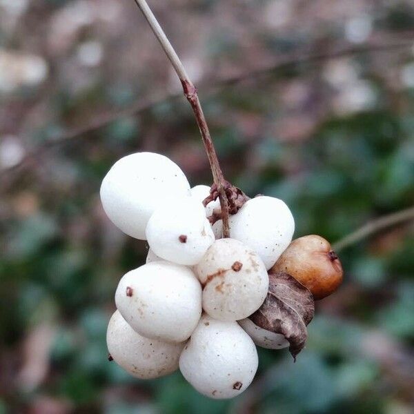 Symphoricarpos albus Φρούτο