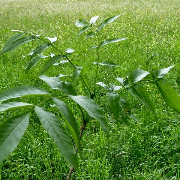 Fraxinus excelsior Lapas