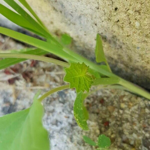 Brassica napus Leaf