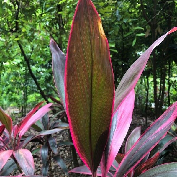 Cordyline fruticosa ᱥᱟᱠᱟᱢ