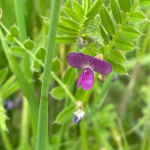 Vicia sativa Flower