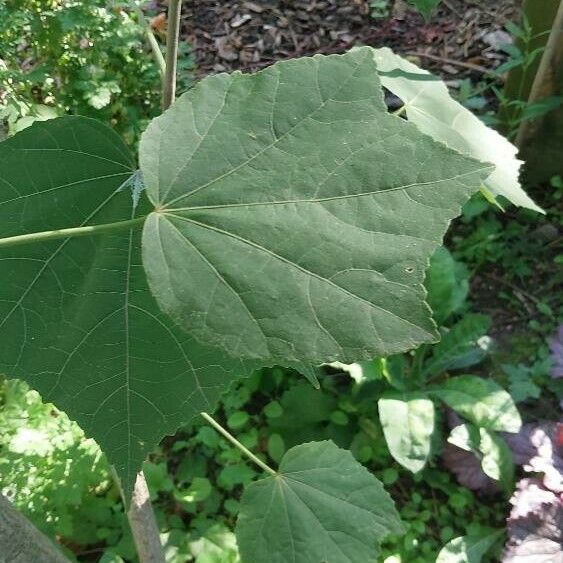 Hibiscus mutabilis Foglia