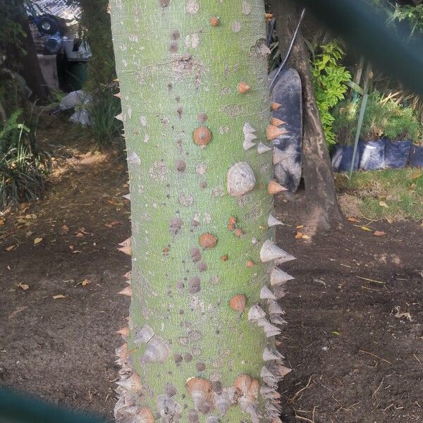 Ceiba pentandra Rinde