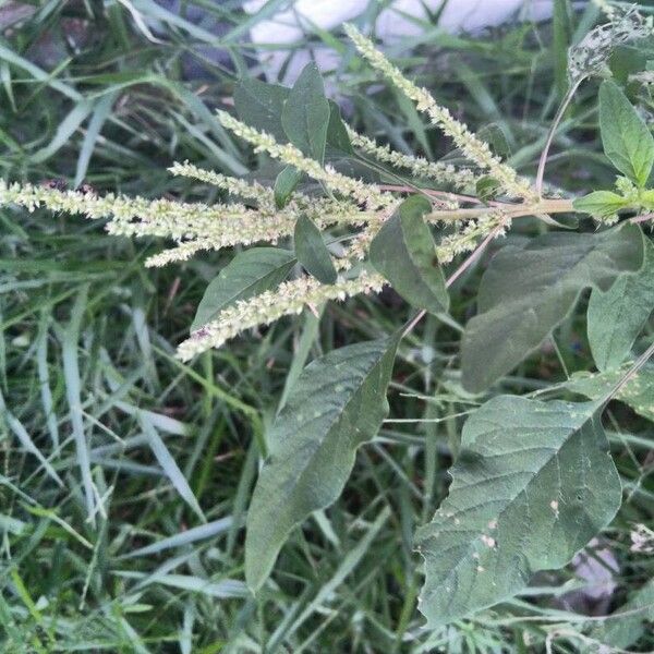 Amaranthus spinosus Φύλλο