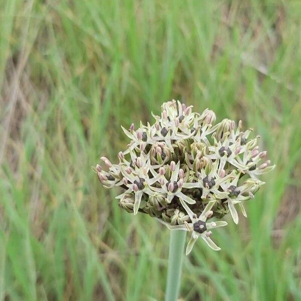 Allium cyrilli Blomst