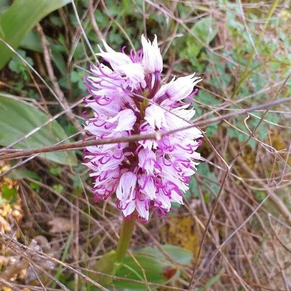 Orchis simia 花