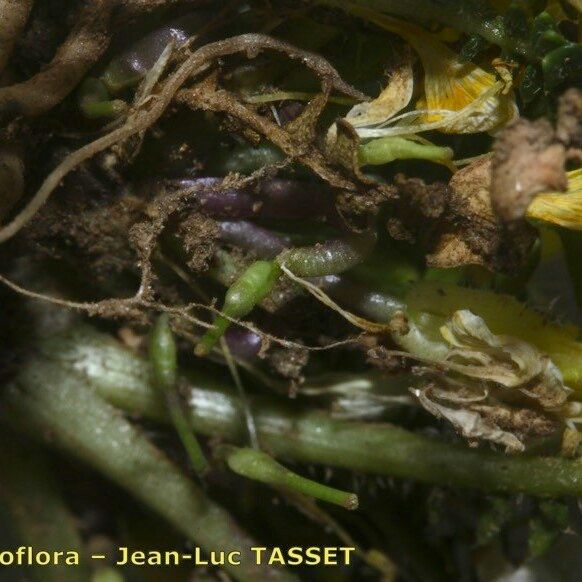 Morisia monanthos Fruit