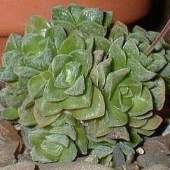 Crassula susannae Folla