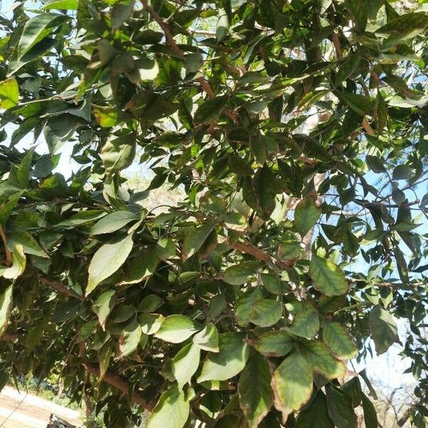 Aegle marmelos Leaf