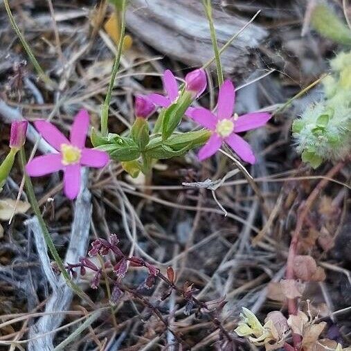 Centaurium tenuiflorum Žiedas