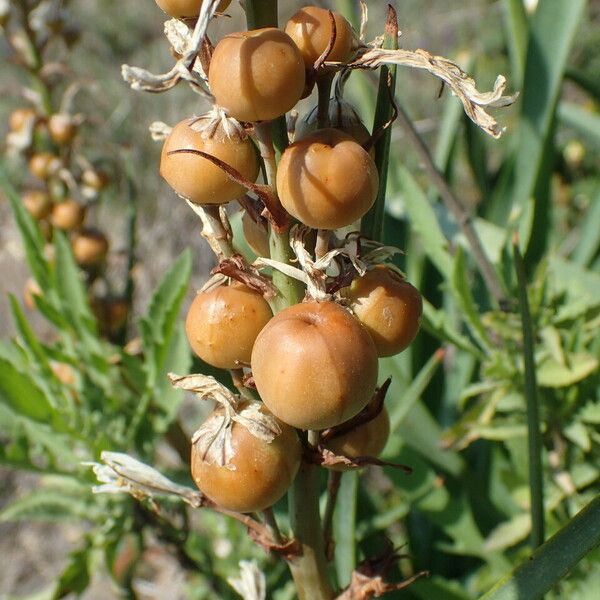 Asphodelus macrocarpus Fruit