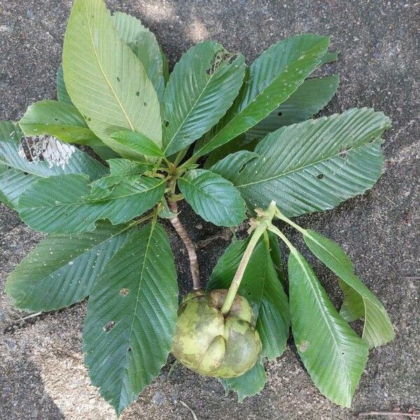 Dillenia indica Leaf