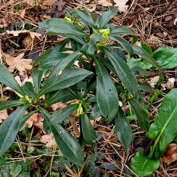 Daphne laureola পাতা