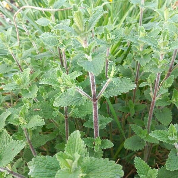 Nepeta cataria Altres