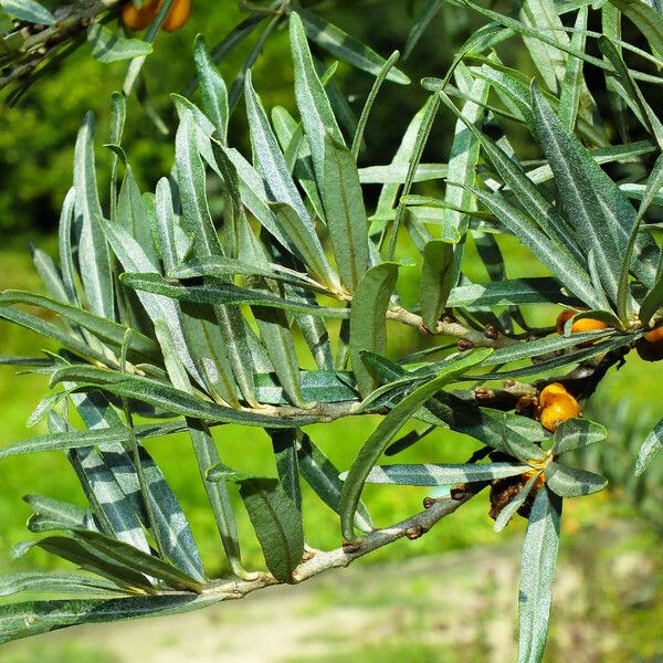 Hippophae rhamnoides Lehti