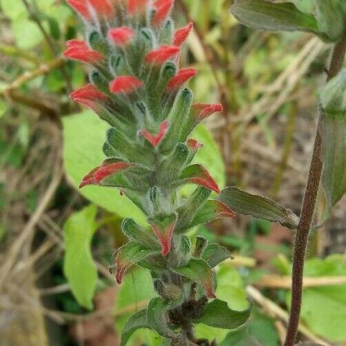 Castilleja nervata Blomst