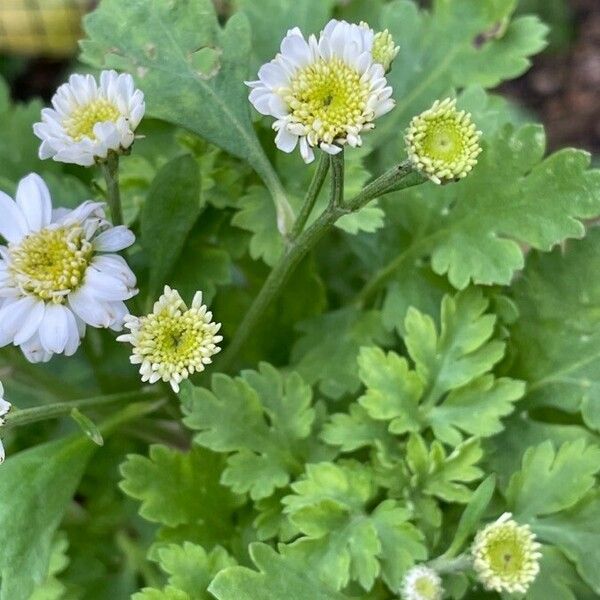 Tanacetum parthenium Blomma