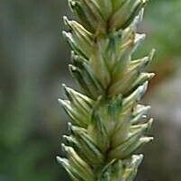 Triticum aestivum 花