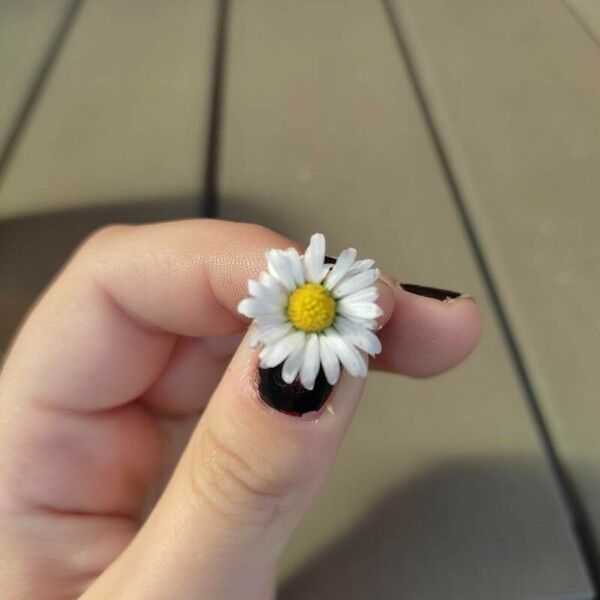 Bellis annua Flower