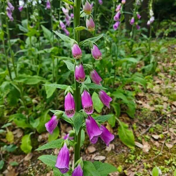 Digitalis purpurea Kukka