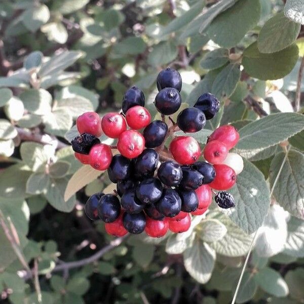 Viburnum lantana 果實