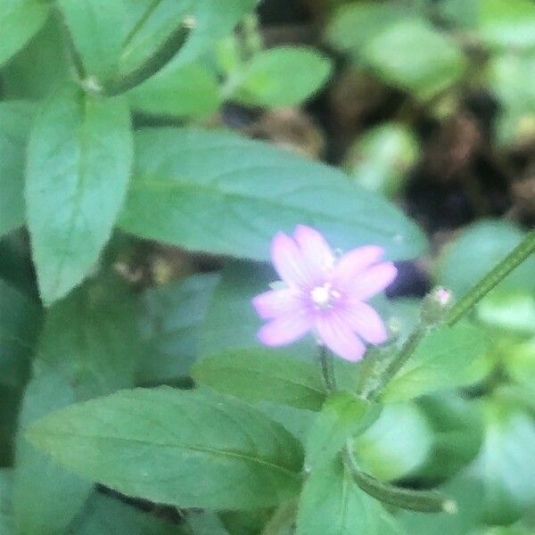 Epilobium parviflorum Blüte