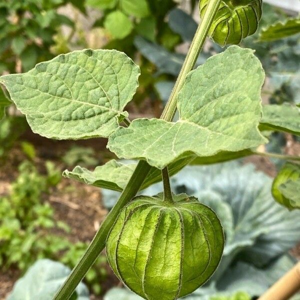 Physalis peruviana Fruitua