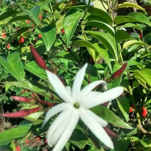 Jasminum laurifolium Flower