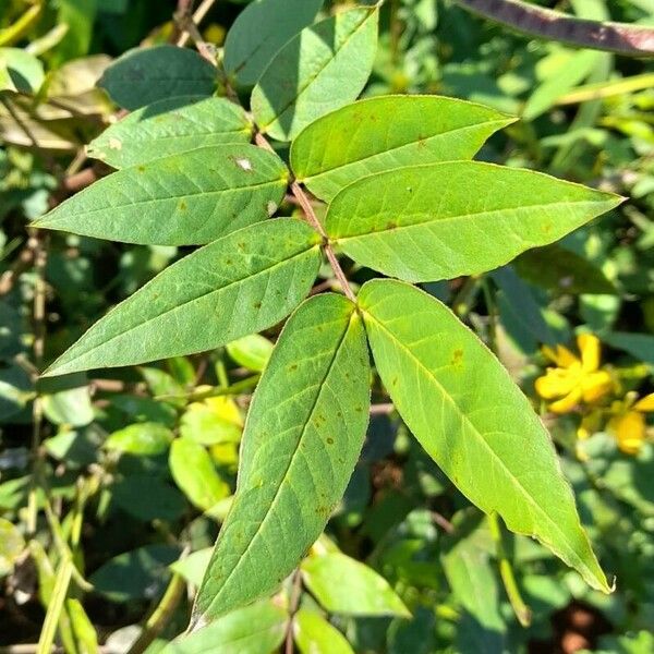 Senna occidentalis Lehti