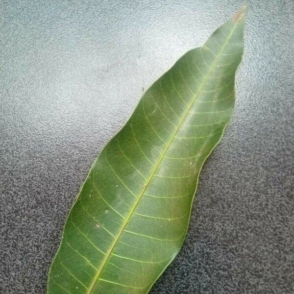 Mangifera indica Leaf