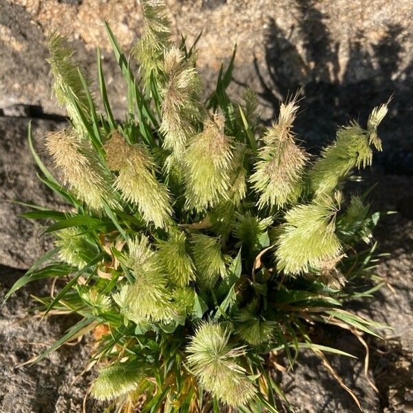 Lamarckia aurea Flower