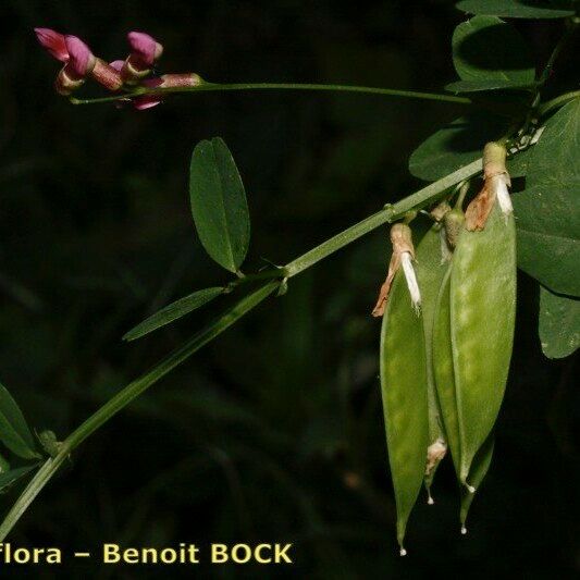 Vicia dumetorum Annet