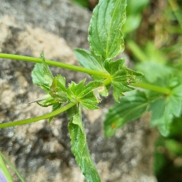 Viola cornuta পাতা