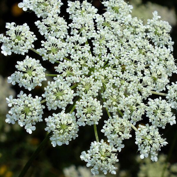 Ammi majus Flower