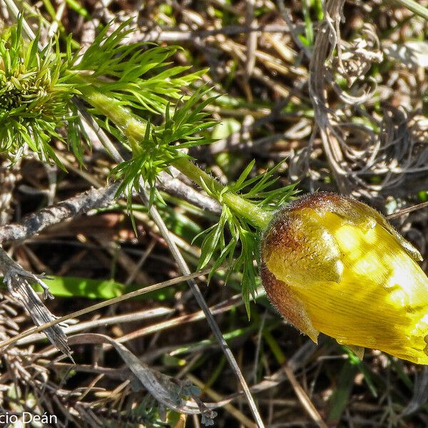 Adonis vernalis Цветок